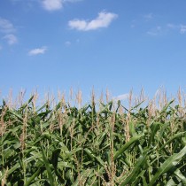 Ancient maize followed two paths into the Southwest
