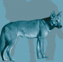 Study of ancient dogs in the Americas yields insights into human, dog migration