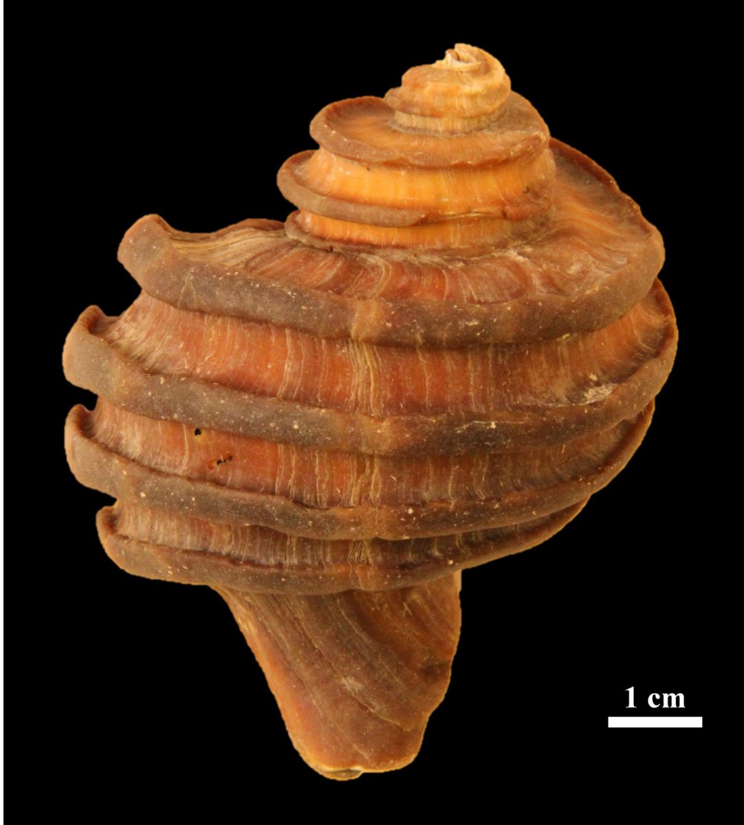 A 15-million year old fossil gastropod, Ecphora, from the Calvert Cliffs of southern Maryland is depicted. The golden brown color arises from the original shell-binding proteins and pigments preserved in the mineralized shell.
Credit: Picture is provided courtesy of John Nance.