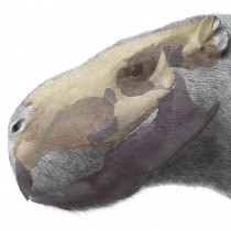 The giant pacarana used its teeth as tusks
