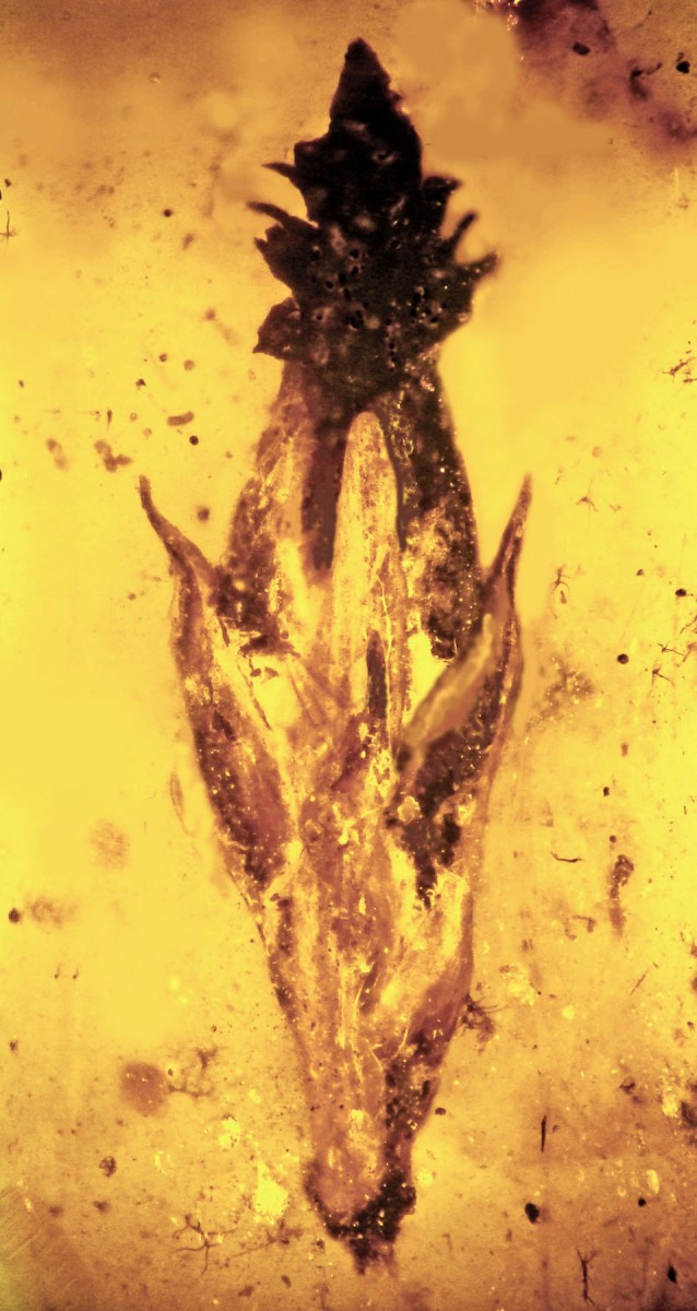 Grass spikelet with ergot.