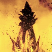 Amber fossil links earliest grasses, dinosaurs and fungus used to produce LSD