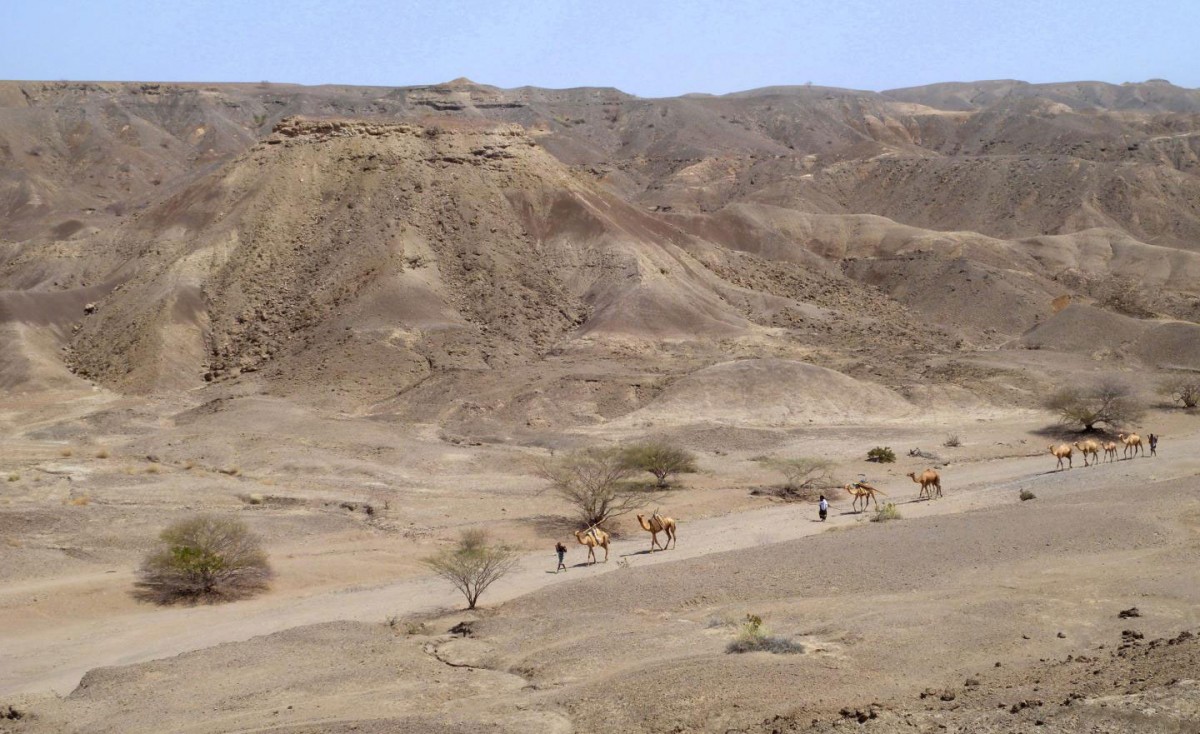 A caravan moves across the Lee Adoyta region in the Ledi-Geraru project area near the early Homo site. The hills behind the camels expose sediments that are younger than 2.67 million year old, providing a minimum age for the LD 350-1 mandible.
Credit: Erin DiMaggio, Penn State
