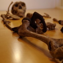 Earliest humans had diverse range of body types