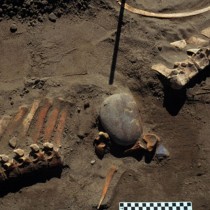 Seven horses and a camel show early hunters in Calgary 13,300 years ago