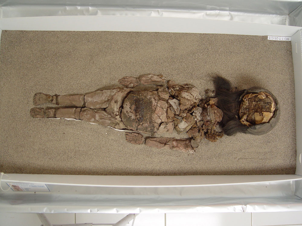 A complete Chinchorro mummy at San Miguel de Azapa Museum in Arica, Chile. Photo Credit:  Vivien Standen.