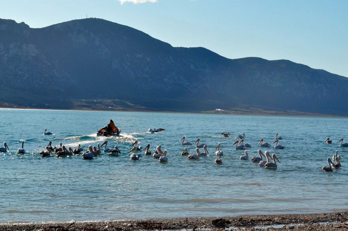 Fig. 7. Aquatic birds and fishing in the lake.