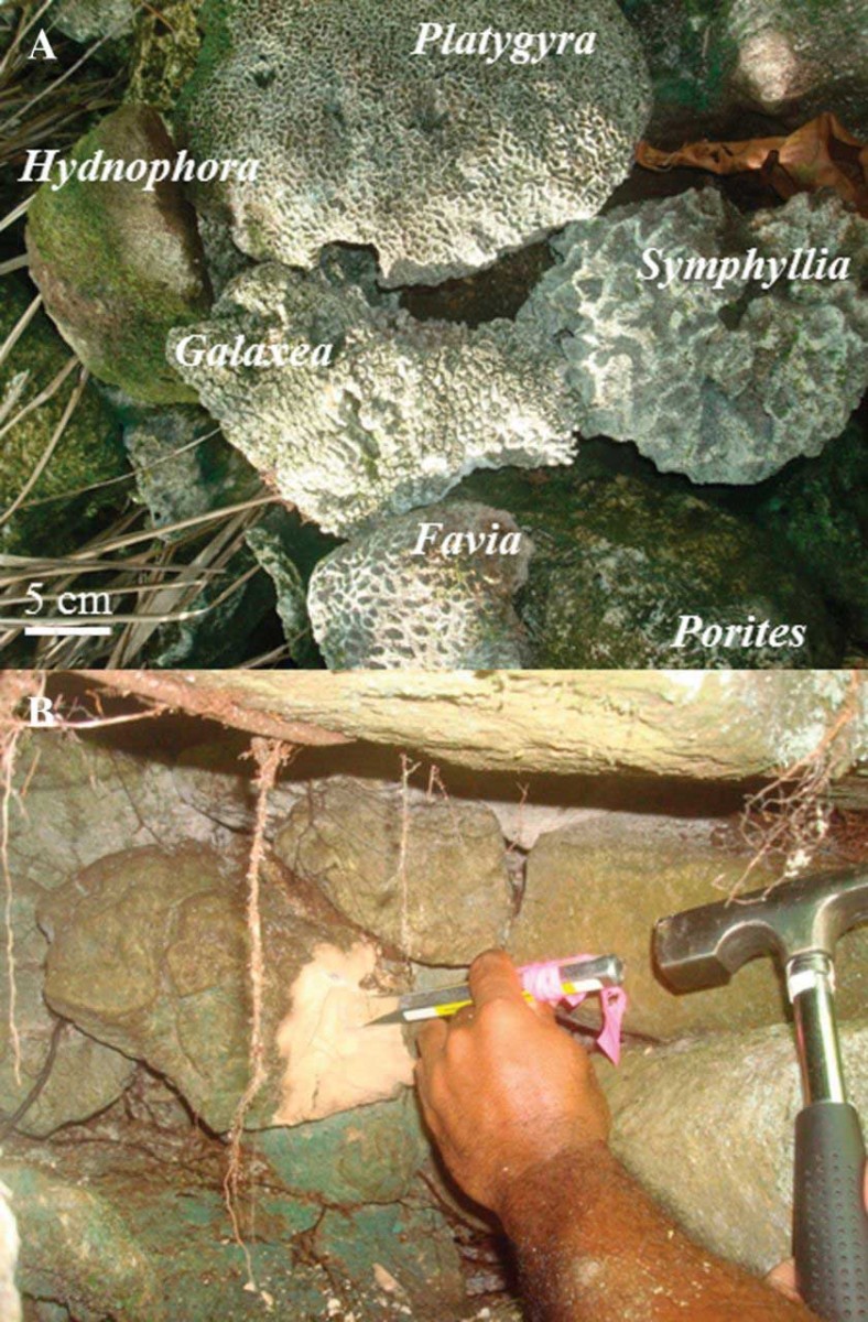 Corals of the Leluh tombs. Six genera of scleractinian corals in situ on the outer wall of tomb Inol-1. (B) Collecting a sample of Porites from inside the crypt of twin tomb 1—Lūrūn. Photos by Zoe Richards.