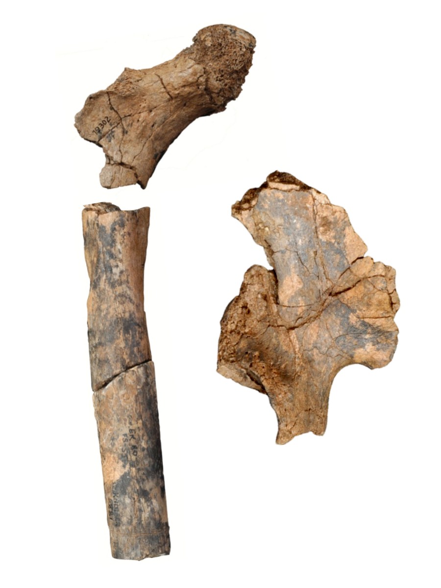 1.9 million-year-old pelvis and femur bone fossils of early humans in Kenya reveal that there were more distinctive species of early humans than previously thought. Photo Credit: University of Missouri.