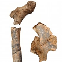 Ancient fossils reveal diversity in body structure of human ancestors