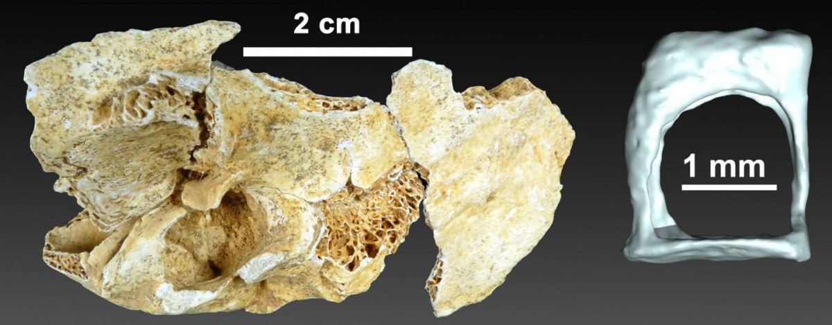 This is a 3-D reconstruction of the auditory ossicle of a two-year-old Neanderthal.
Credit: UPV/EHU.