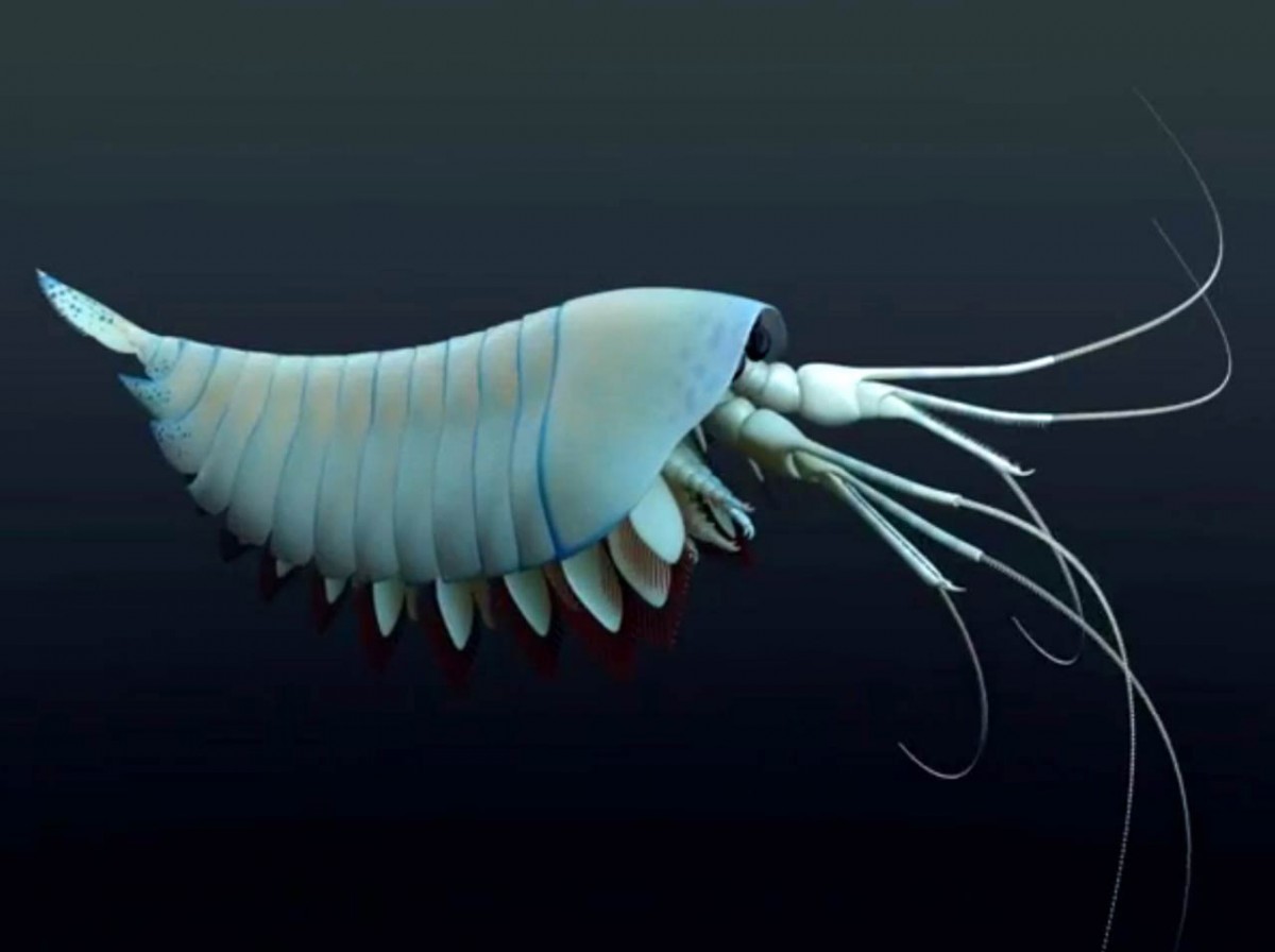 Yawunik kootenayi: The genus name comes from ‘Yawunik,’ a mythological figure described as a huge and fierce marine creature, killing and causing such mayhem that it triggered an epic hunt by other animals to bring the threat down.