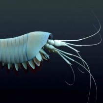 New lobster-like predator found in 508 million-year-old fossil-rich site