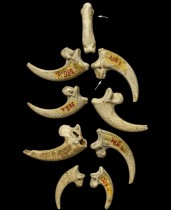 Modified eagle claws potentially evidence of Neanderthal jewellery