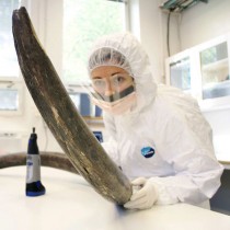 Woolly mammoth genomes mapped