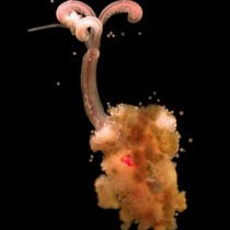 Whale-eating ‘zombie worms’ found at Cambridge University Museum