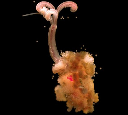 The finger-length Osedax is found in oceans across the globe at depths of up to 4,000m, and it belongs to the Siboglinidae family of worms, which, as adults, lack a mouth and digestive system. 