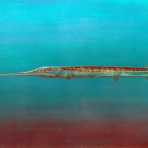 Two new species of predatory fishes discovered