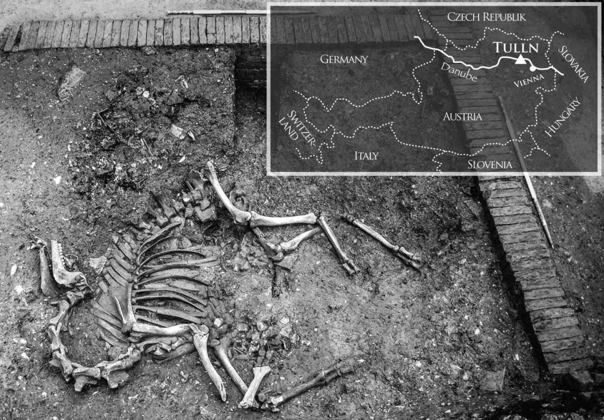 In situ view of the camel in the cellar. Inserted map indicates the geographical position of the town Tulln in Austria with a triangle. Photo Credit: Galic et al.