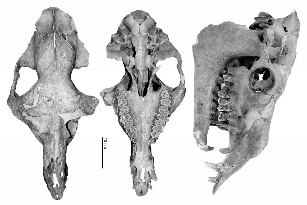 A reconstructed Tulu cranium of the Tulln specimen. Photo Credit: Galik et al.