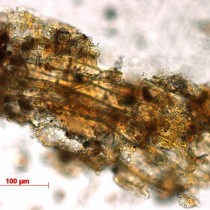 Oldest evidence for the use of mushrooms as a food source