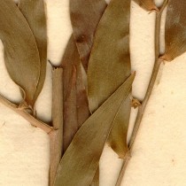 The Oxyrhynchus Papyri contained hangover remedy