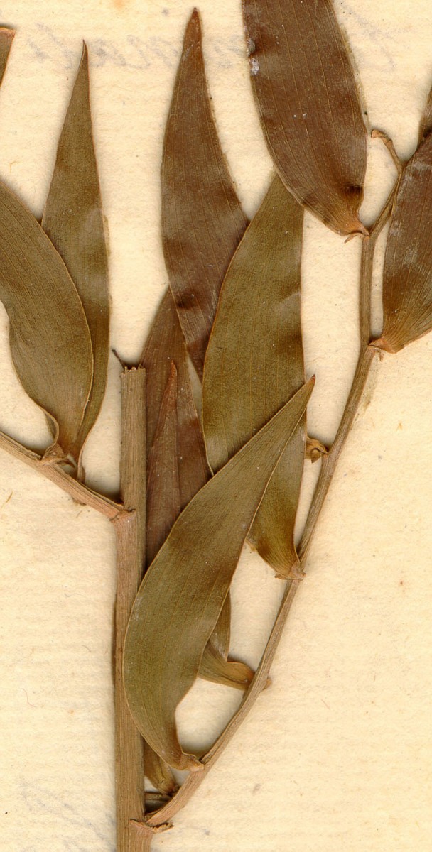 Egyptians of the 2nd c. AD believed Ruscus racemosus L. cured hangover. (Photo: Department of Phanerogamic Botany 
Swedish Museum of Natural History)