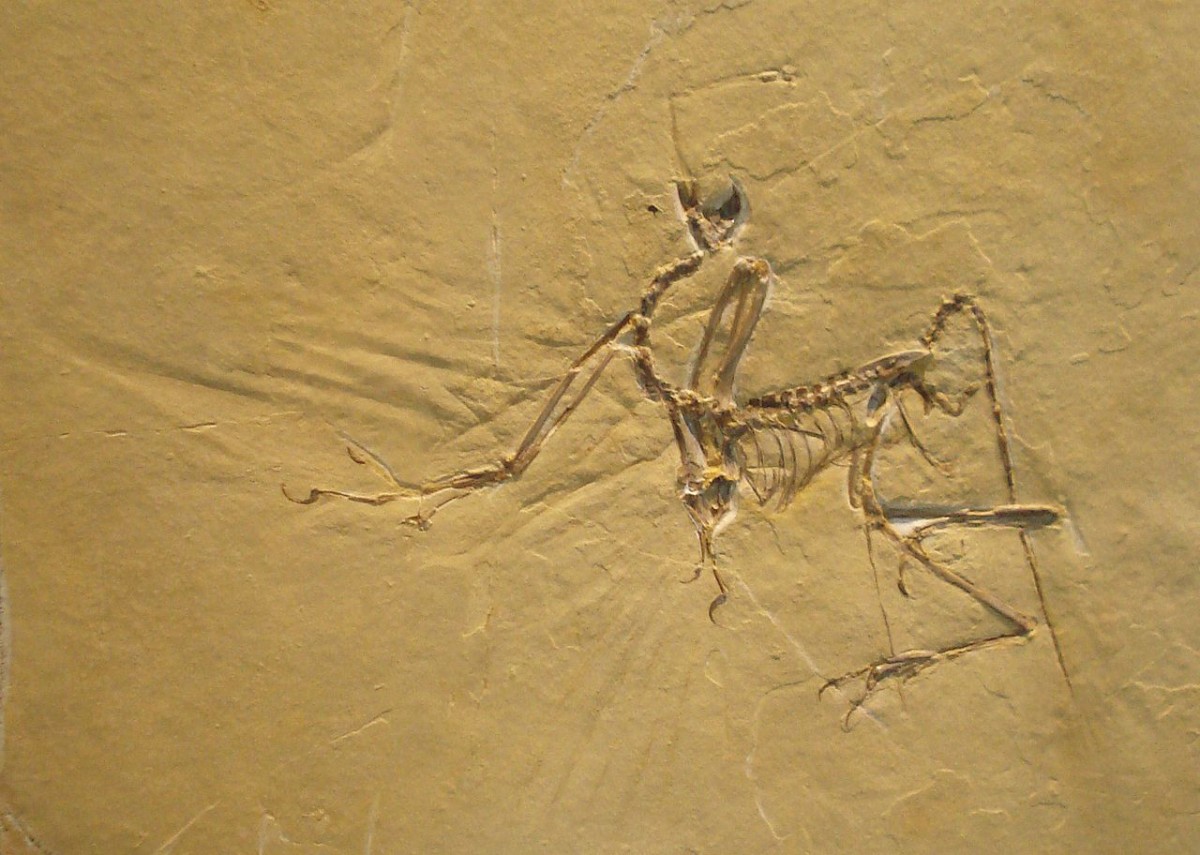 Fossil of Archaeopteryx. Jura Museum Eichstaett