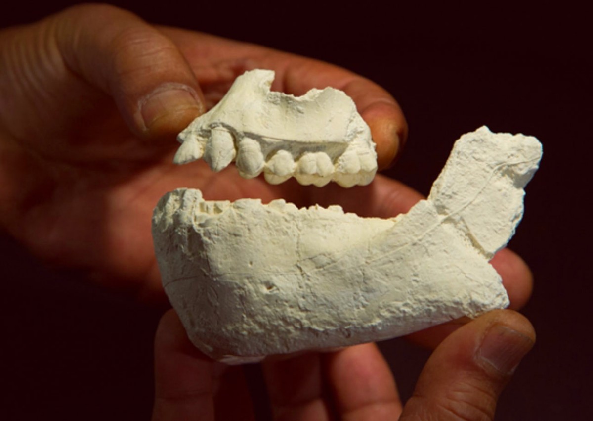 Casts of the jaws of Australopithecus deyiremeda. The specific name, deyiremeda, means ‘close relative’ in the language spoken by the Afar people. Image credit: Laura Dempsey / Cleveland Museum of Natural History.