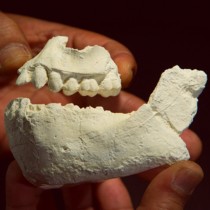 New human ancestor species from Ethiopia lived alongside Lucy’s species