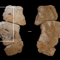 Neanderthals were attacked by large carnivores