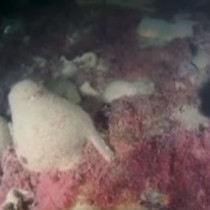 Byzantine shipwreck discovered off the coast of Sevastopol
