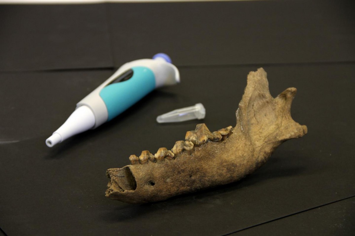 This image compares an ancient Taimyr Wolf bone from the lower jaw to a modern pipette. Credit: Love Dalén