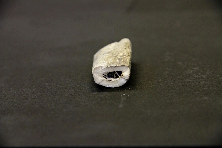 DNA from this small piece of a rib bone from an ancient Taimyr wolf suggests that  dogs may have been domesticated 27,000 years ago. Credit: Love Dalén
