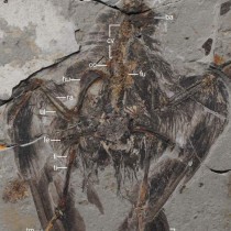 Feathered fossils from China reveal dawn of modern birds