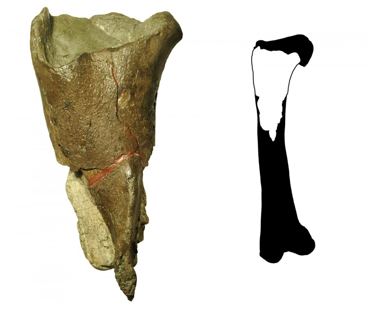 The first dinosaur fossil described from Washington state (left) is a portion of a femur leg bone (full illustration right) from a theropod dinosaur. Theropods are a group of meat-eating, two-legged dinosaurs, including T. rex and Velociraptor. The fossil was discovered by Burke Museum paleontologists at Sucia Island State Park in the San Juan Islands.
CREDIT
Illustration courtesy of PLOS ONE, modified by the Burke Museum.