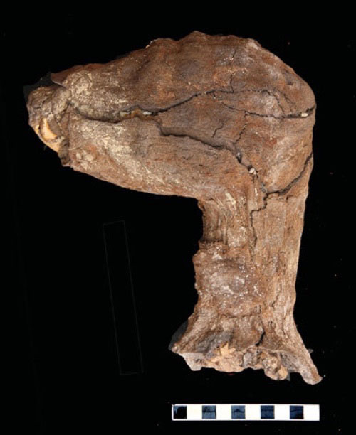 The head and neck of an adult dog from the catacomb. Photo credit: Live Science / P.T. Nicholson.