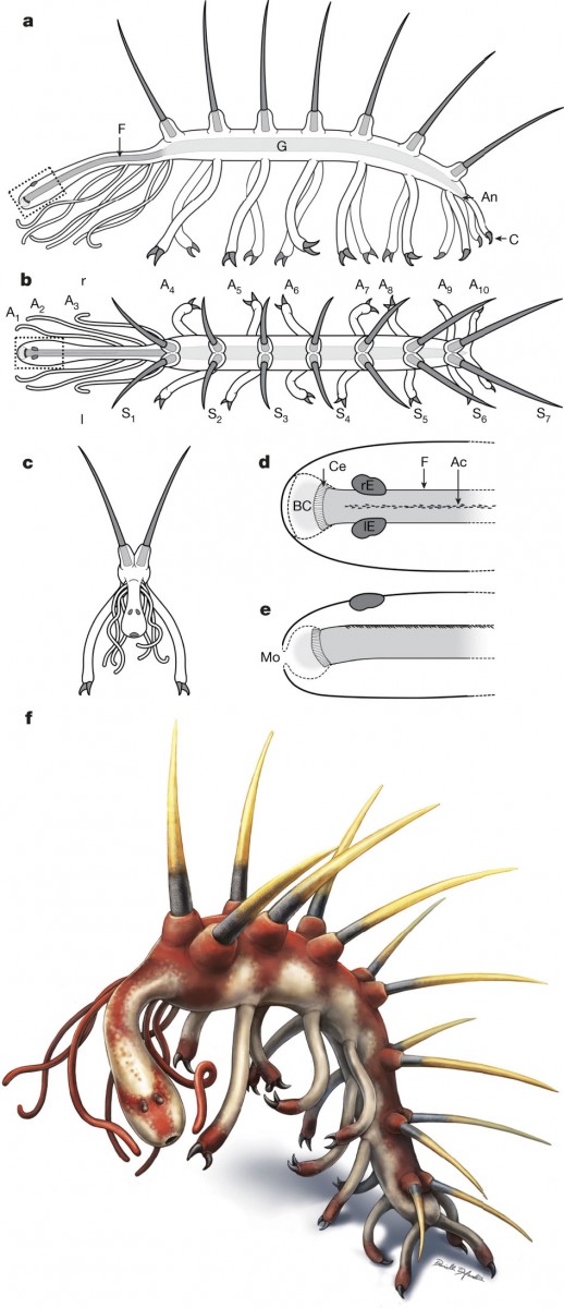 Anatomical drawings of Hallucigenia. Photo Credit: Nature.