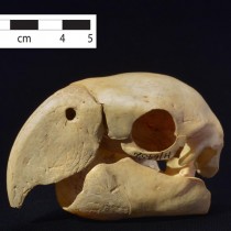 Scarlet macaws point to early complexity at Chaco Canyon