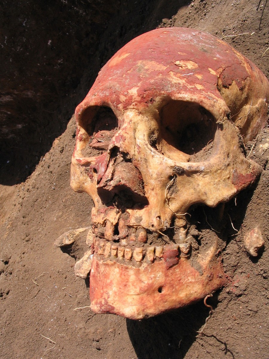 Yamnaya skull from the Samara region coloured with red ochre. (Photo: Natalia Shishlina).