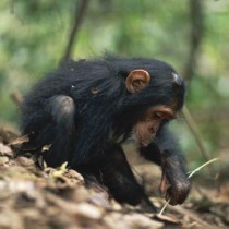 Tool use is ‘innate’ in chimpanzees