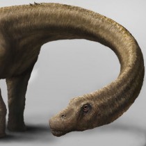 Scientists downsize the giant ‘Dreadnoughtus’ dinosaur