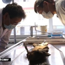 12,000-year-old dog preserved in Siberian ice