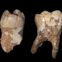 Ancient dental plaque reveals insights in Middle Pleistocene daily life