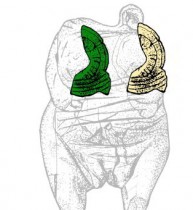 New fragments of female figurine from Hohle Fels