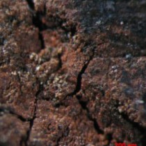 South Africans used milk-based paint 49,000 years ago