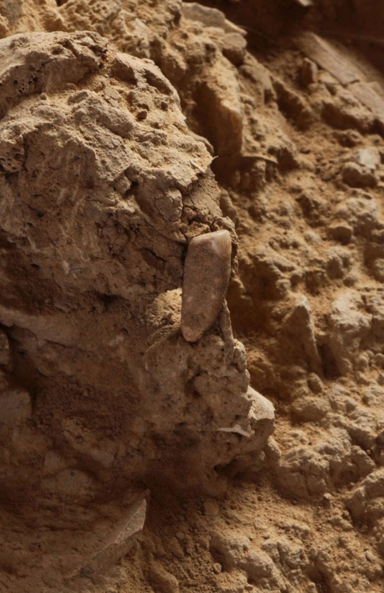 The tooth before it was removed from the soil. Photo Credit: Denis Dainat/EPA/The Guardian.