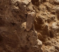 French students discover 560,000-year-old tooth