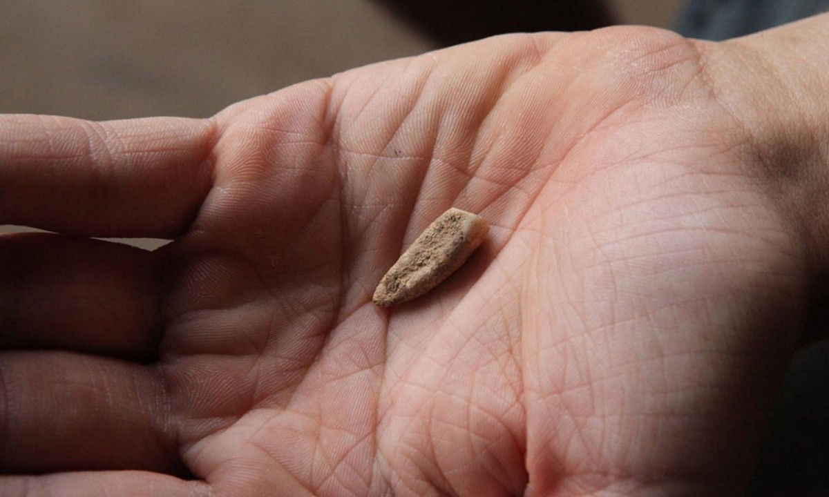 A closeup photo of the tooth found by Valentin Loescher at the Arago cave near Tautavel. Photo Credit: Denis Dainat/EPA.