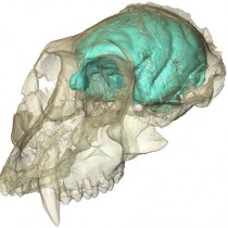 Old world monkey had a tiny but complex brain